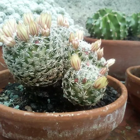 Casa Del Borgo Pognana Lario